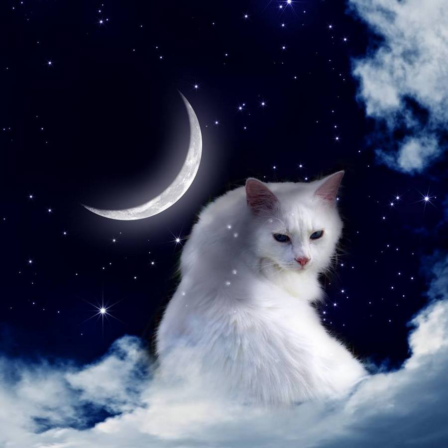 Белый кот ночью